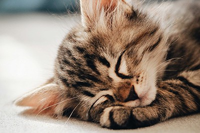 Forståelse af Feline Herpesvirus (FHV-1) og værdien af ​​antigentest